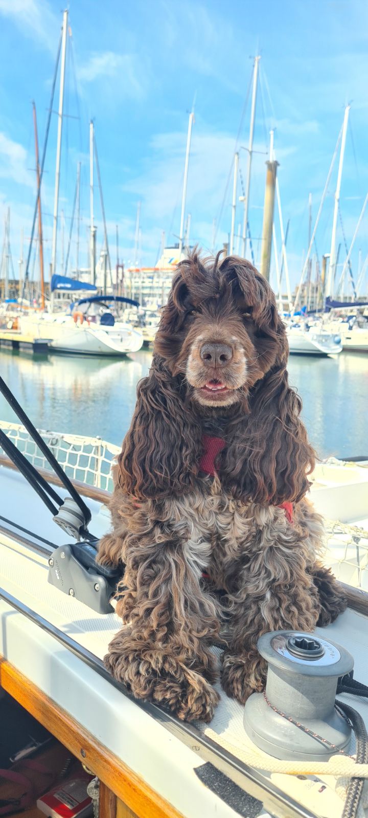 Rosalie, chienne de Gilbert, retraité et plaisancier à Saint-Malo