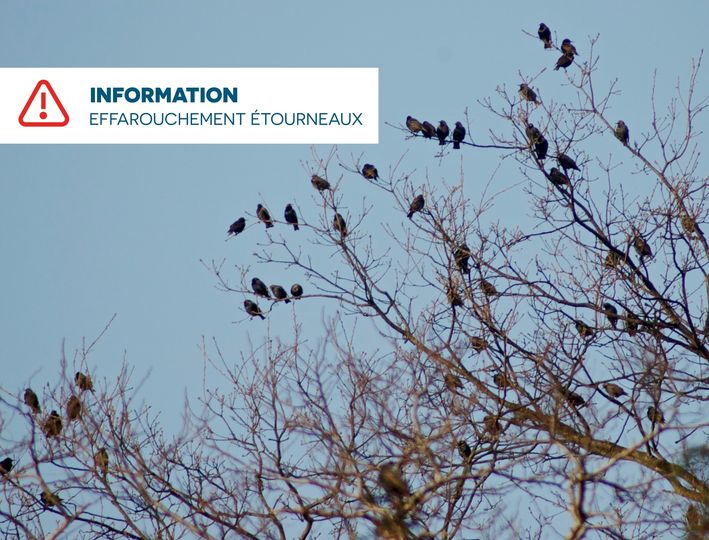 Information effarouchement étourneaux